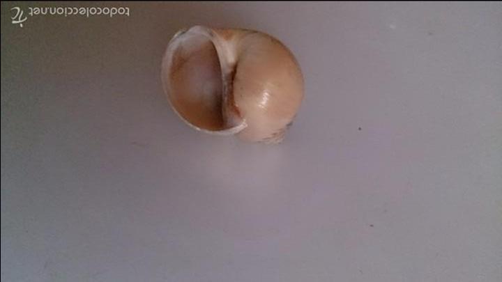 Coleccionismo de moluscos: Concha de caracol - Foto 2