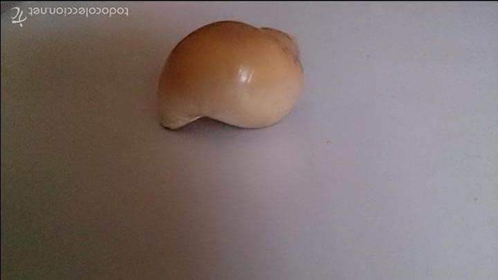 Coleccionismo de moluscos: Concha de caracol - Foto 3