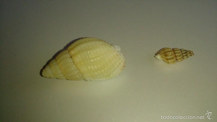 Coleccionismo de moluscos: Dos conchas marinas - Foto 1