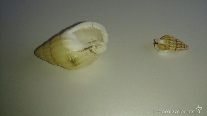 Coleccionismo de moluscos: Dos conchas marinas - Foto 2