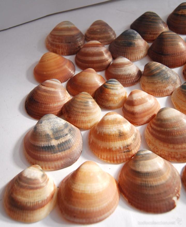 Coleccionismo de moluscos: 32 CONCHAS GRUESAS DE MAR - Foto 2