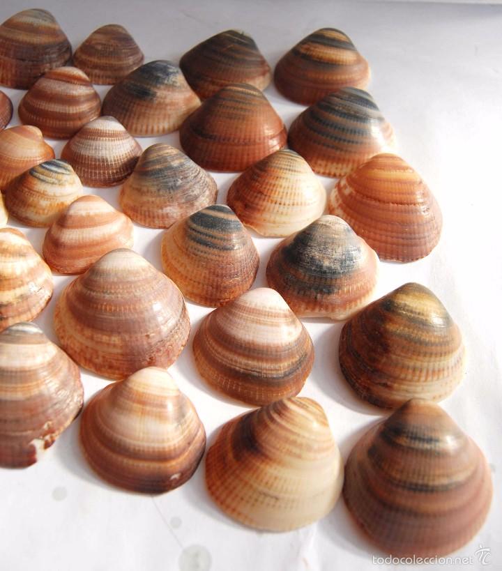 Coleccionismo de moluscos: 32 CONCHAS GRUESAS DE MAR - Foto 3
