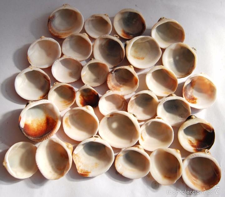 Coleccionismo de moluscos: 32 CONCHAS GRUESAS DE MAR - Foto 4