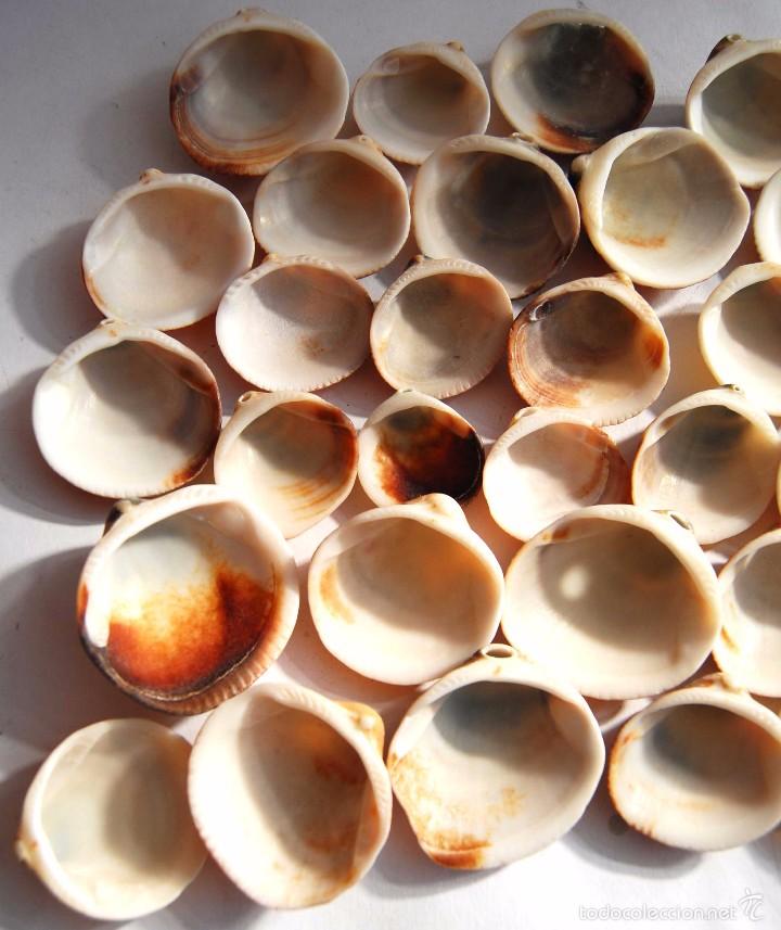 Coleccionismo de moluscos: 32 CONCHAS GRUESAS DE MAR - Foto 5