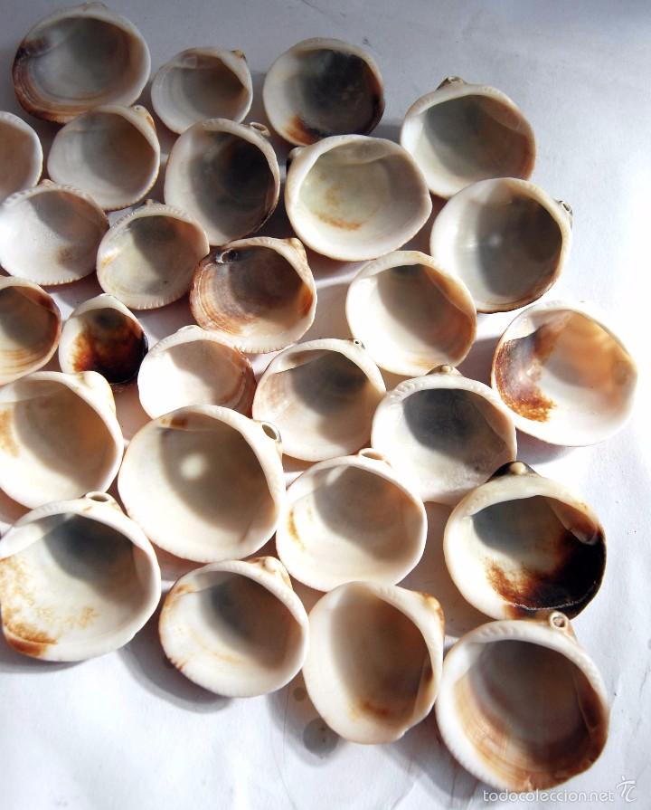 Coleccionismo de moluscos: 32 CONCHAS GRUESAS DE MAR - Foto 6
