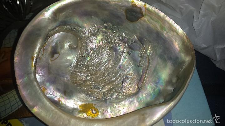 Coleccionismo de moluscos: CONCHA DE NACAR IRISDISCENTE HALIOTIS 16 x 13 - Foto 1