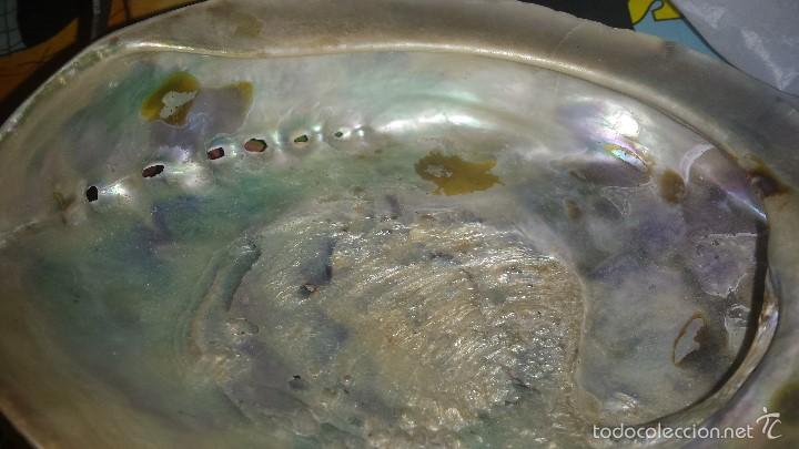 Coleccionismo de moluscos: CONCHA DE NACAR IRISDISCENTE HALIOTIS 16 x 13 - Foto 2