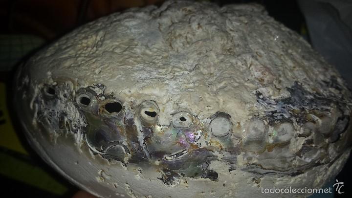 Coleccionismo de moluscos: CONCHA DE NACAR IRISDISCENTE HALIOTIS 16 x 13 - Foto 4