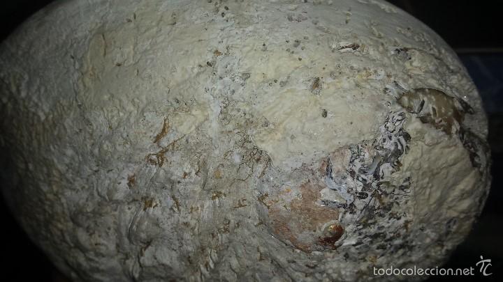 Coleccionismo de moluscos: CONCHA DE NACAR IRISDISCENTE HALIOTIS 16 x 13 - Foto 5