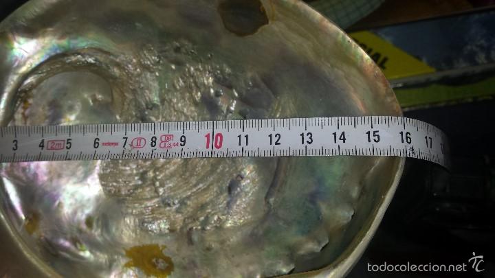 Coleccionismo de moluscos: CONCHA DE NACAR IRISDISCENTE HALIOTIS 16 x 13 - Foto 6