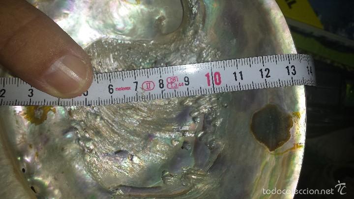 Coleccionismo de moluscos: CONCHA DE NACAR IRISDISCENTE HALIOTIS 16 x 13 - Foto 7