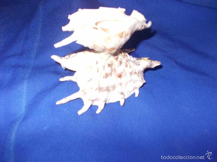 Coleccionismo de moluscos: caracolas pegadas para decoracion - Foto 1