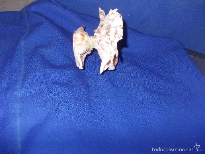 Coleccionismo de moluscos: caracolas pegadas para decoracion - Foto 2