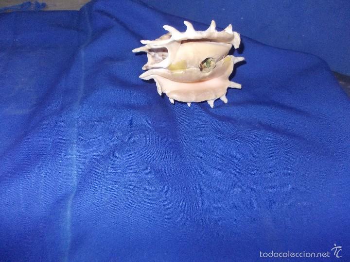 Coleccionismo de moluscos: caracolas pegadas para decoracion - Foto 3