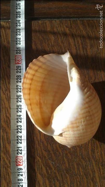 Coleccionismo de moluscos: caracola de mar - Foto 1