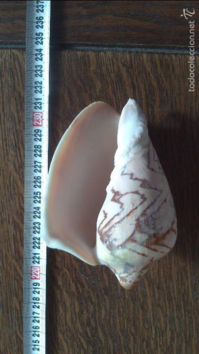 Coleccionismo de moluscos: caracola de mar - Foto 1