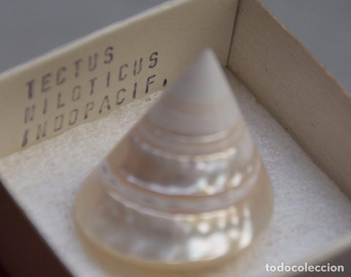 Coleccionismo de moluscos: Tectus niloticus. Linneo 1767 - Foto 1