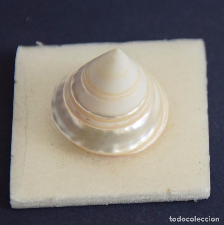 Coleccionismo de moluscos: Tectus niloticus. Linneo 1767 - Foto 4