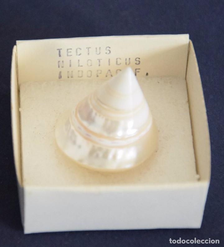 Coleccionismo de moluscos: Tectus niloticus. Linneo 1767 - Foto 5