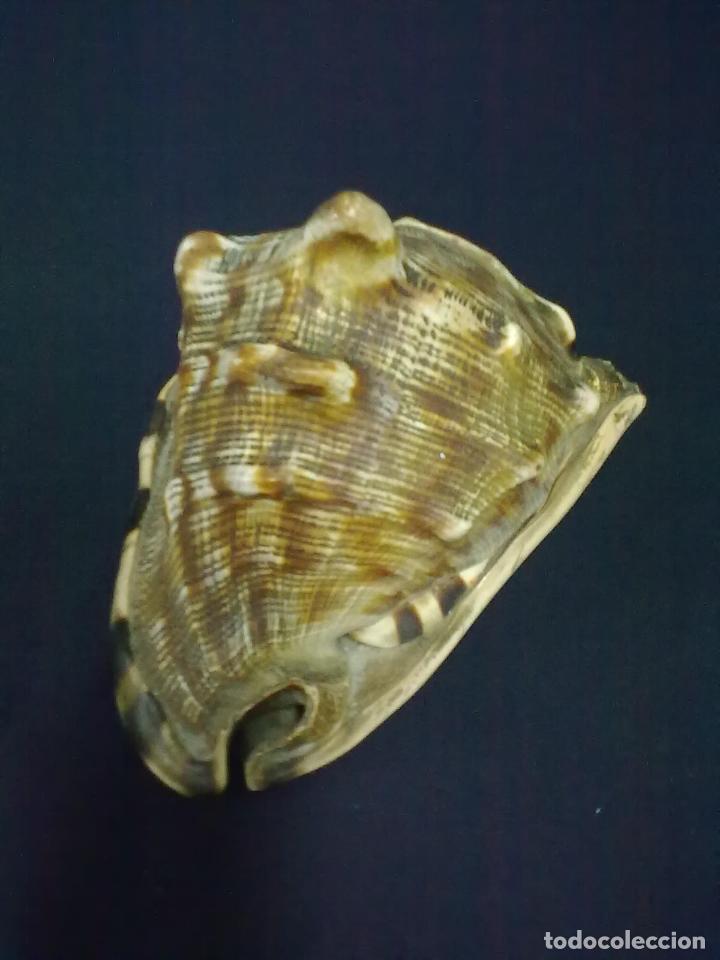 Coleccionismo de moluscos: CARACOLA MARINA - Foto 2