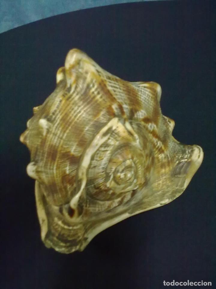 Coleccionismo de moluscos: CARACOLA MARINA - Foto 3