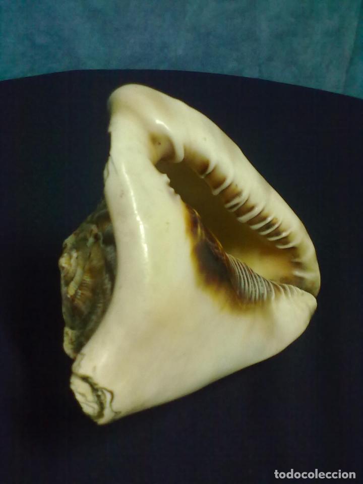 Coleccionismo de moluscos: CARACOLA MARINA - Foto 4