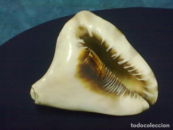 Coleccionismo de moluscos: CARACOLA MARINA - Foto 5