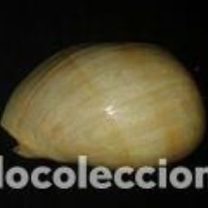 Coleccionismo de moluscos: CARACOLA MARINA 18X12X8. Lote 69386413