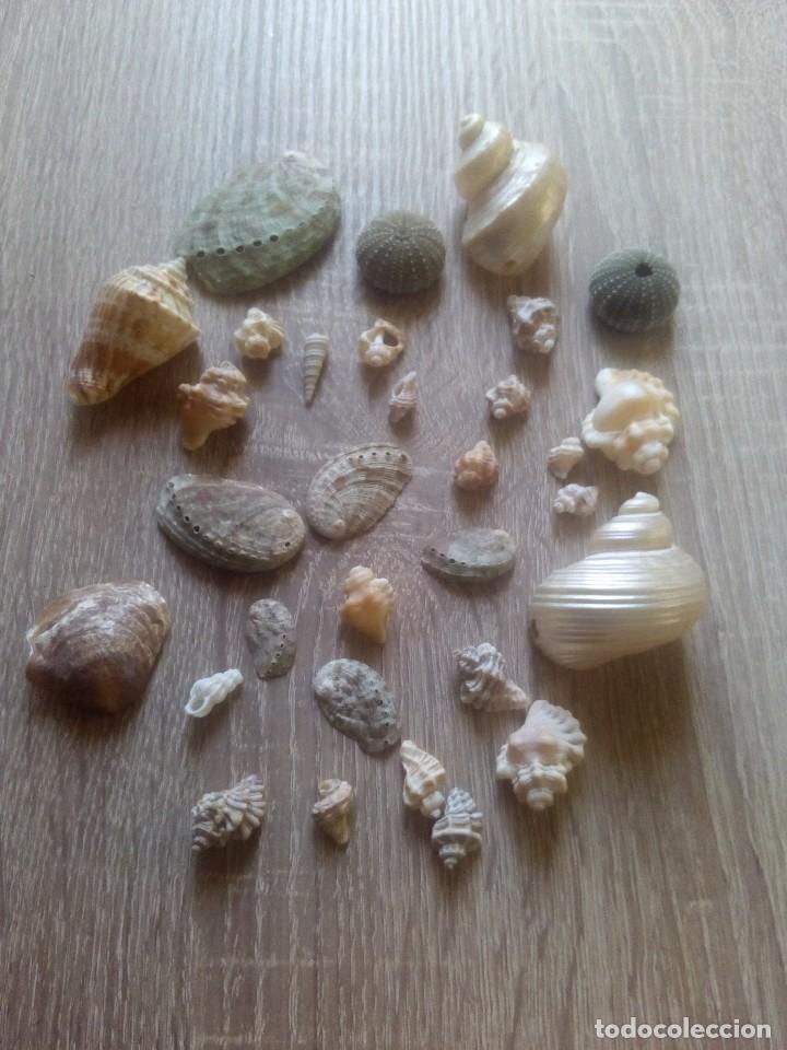 Coleccionismo de moluscos: Colecci&oacute;n de caracolas y otros - Foto 1