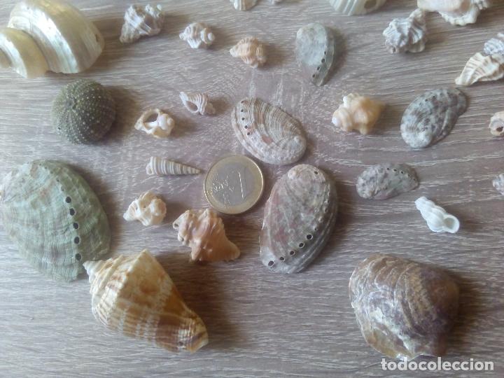 Coleccionismo de moluscos: Colecci&oacute;n de caracolas y otros - Foto 2
