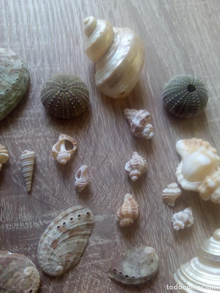 Coleccionismo de moluscos: Colecci&oacute;n de caracolas y otros - Foto 3