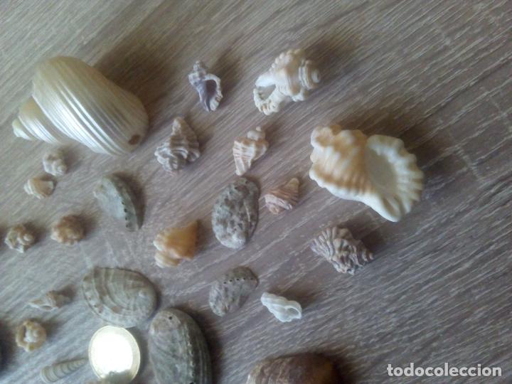Coleccionismo de moluscos: Colecci&oacute;n de caracolas y otros - Foto 4