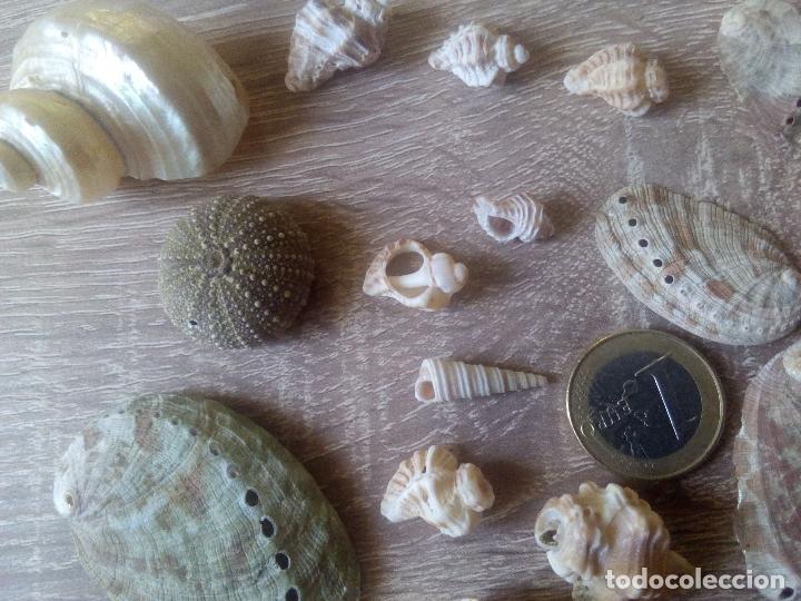 Coleccionismo de moluscos: Colecci&oacute;n de caracolas y otros - Foto 5