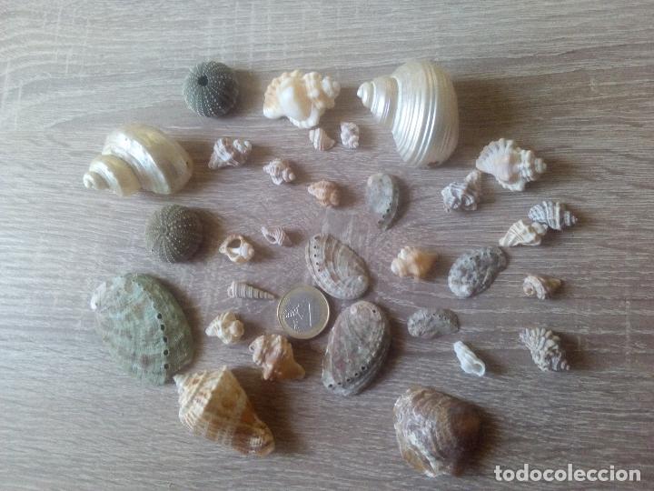 Coleccionismo de moluscos: Colecci&oacute;n de caracolas y otros - Foto 6