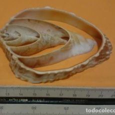 Collezionismo di molluschi: CARACOLA SECCIÓN PLANA. Lote 70130137