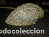 Coleccionismo de moluscos: concha marina 9x9x3cm - Foto 1