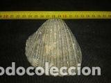 Coleccionismo de moluscos: concha marina 9x9x3cm - Foto 2