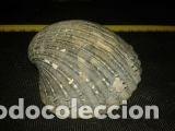 Coleccionismo de moluscos: concha marina 9x9x3cm - Foto 4