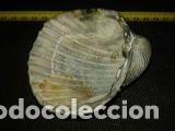Coleccionismo de moluscos: concha marina 9x9x3cm - Foto 5