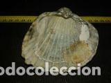 Coleccionismo de moluscos: concha marina 9x9x3cm - Foto 6