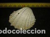 Coleccionismo de moluscos: concha marina 4, 7x5x2cm - Foto 1