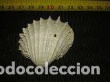 Coleccionismo de moluscos: concha marina 4, 7x5x2cm - Foto 2