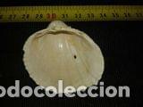 Coleccionismo de moluscos: concha marina 4, 7x5x2cm - Foto 3