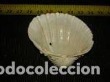 Coleccionismo de moluscos: concha marina 4, 7x5x2cm - Foto 4