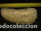 Coleccionismo de moluscos: esponja de mar 8,5x3,5x3cm - Foto 1
