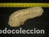 Coleccionismo de moluscos: esponja de mar 8,5x3,5x3cm - Foto 2