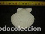 Coleccionismo de moluscos: concha marina de  6x6,8cm - Foto 1