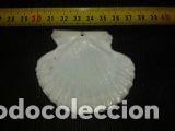 Coleccionismo de moluscos: concha marina de  6x6,8cm - Foto 2