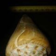Coleccionismo de moluscos: CARACOLA CONO MARINA 9, 5 X 5 CM DIÁMETRO
