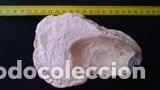 Coleccionismo de moluscos: CONCHA MARINA DE 13X9X5 CM - Foto 2
